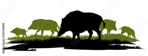 Foto Wild boar herd looking for food in meadow