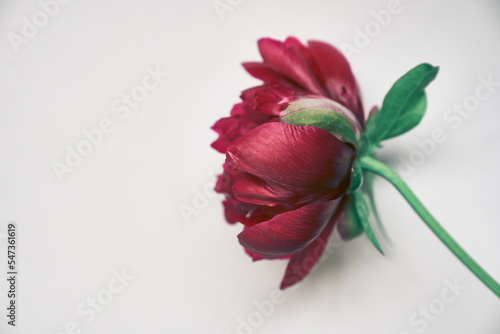 Close-up of one dark red peony flower, on a gray background. With a space to copy. Design for your product. High quality photo