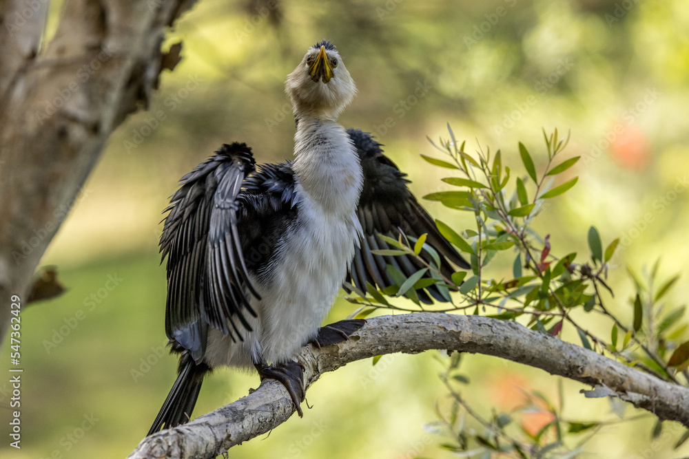 Australian Pied Cormorant perched on a branch ready to fly away Australian Pied Cormorant perched on a branch ready to fly away