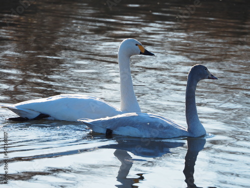                  Swans