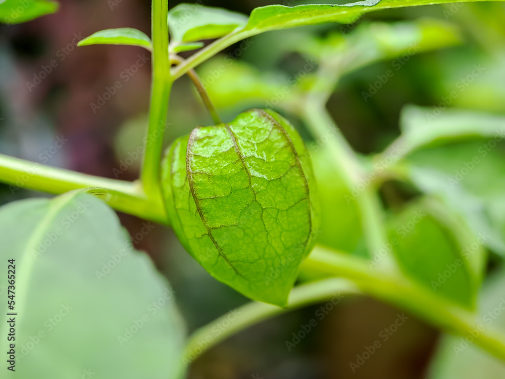 Physalis minima tree, Hogweed, Ground Cherry on tree, Pygmy ground cherry fruit. Scientific name Physalis angulata. macro shot on a sunny morning. Physalis minima tree, Hogweed, Ground Cherry on tree, Pygmy ground cherry fruit. Scientific name Physalis angulata. macro shot on a sunny morning.