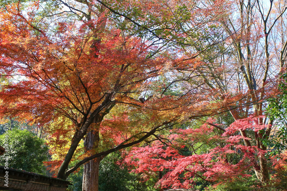 秋の六義園。紅葉の森。