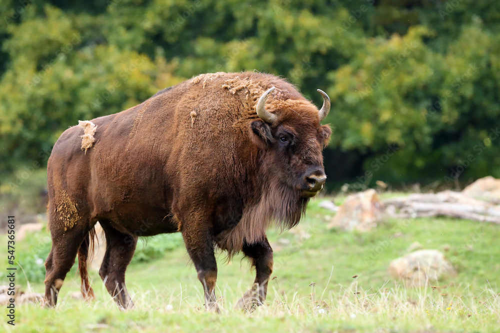 The European bison (Bison bonasus), also known as wisent or the European wood bison stands in green grass with an old forest in the background.