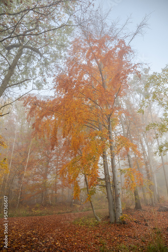 colorful trees by the road in the autumn misty forest