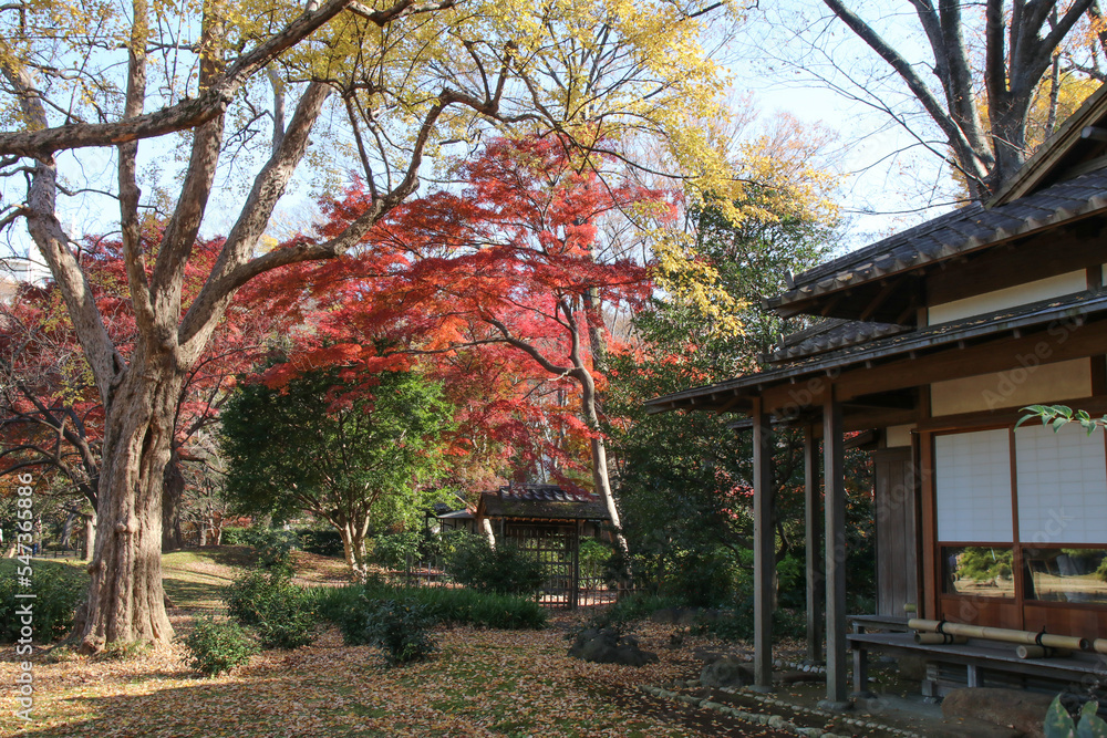 秋の六義園。日本家屋と紅葉の庭。