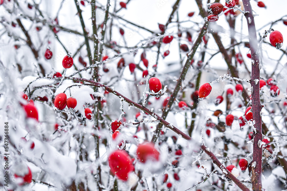 Background with red rose hips covered with snow. Winter postcard. Background with red rose hips covered with snow. Winter postcard.
