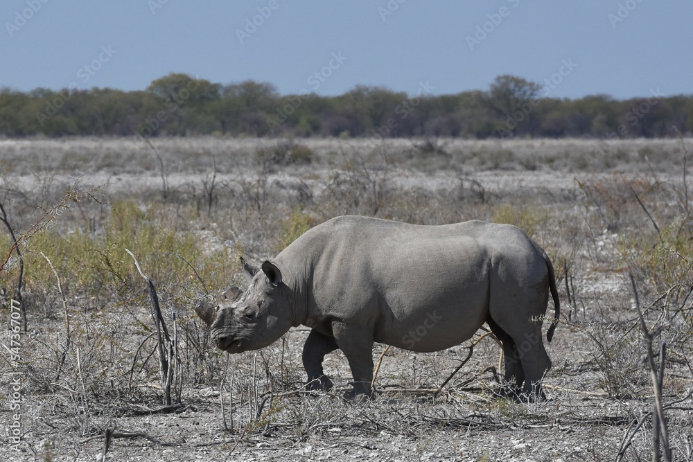 Obraz premium Spitzmaulnashorn (diceros bicornis) im Etoscha Nationalpark in Namibia. 