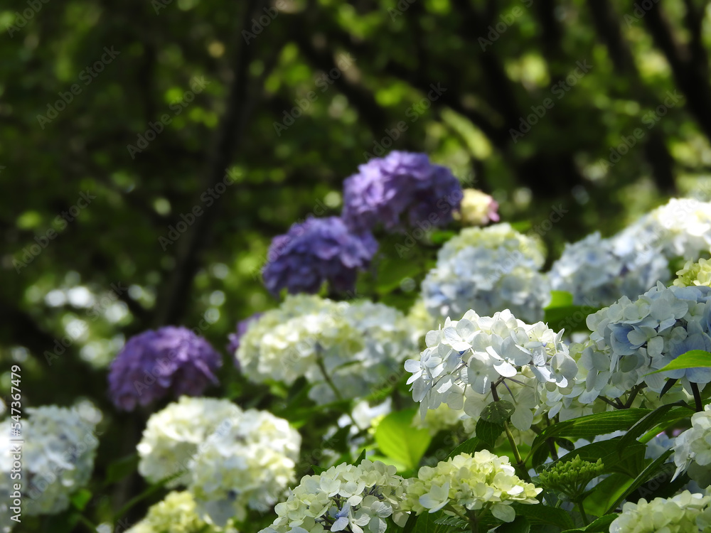 山中のアジサイ園
