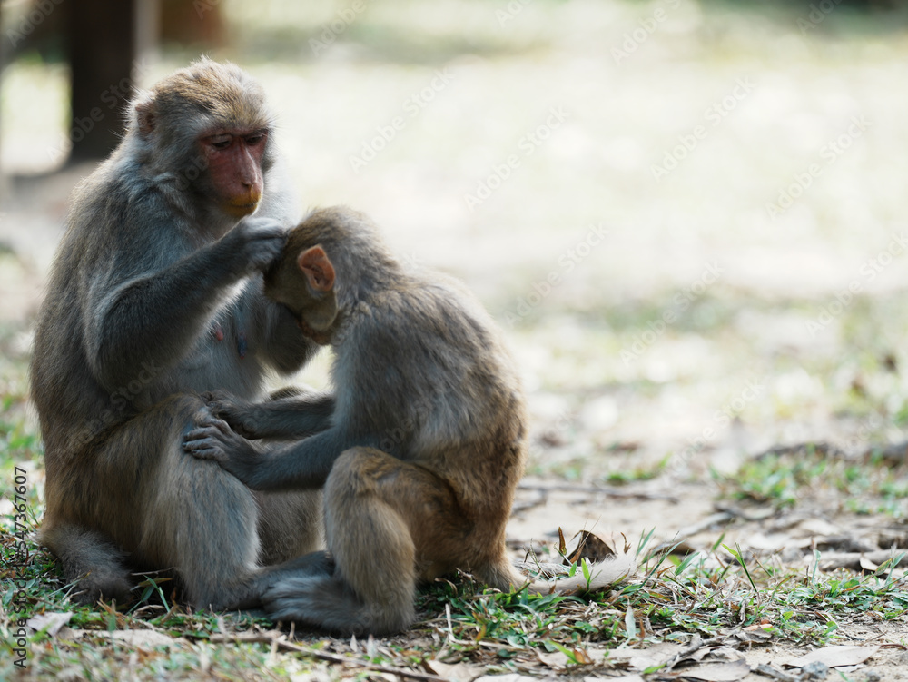 Naklejka premium mother and baby macaque