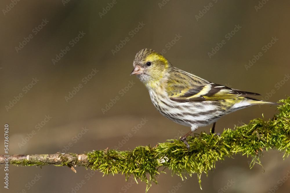 Bird Siskin Carduelis spinus male, small yellow bird, winter time in Poland Europe Bird Siskin Carduelis spinus male, small yellow bird, winter time in Poland Europe
