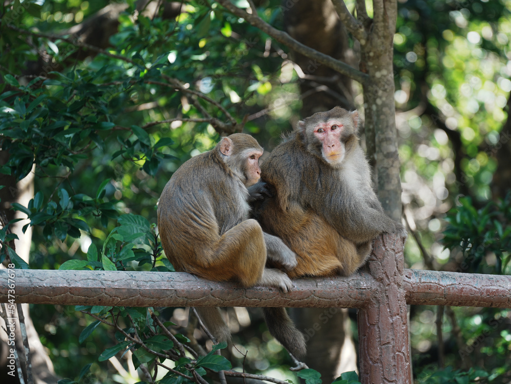 Fototapeta premium macaque