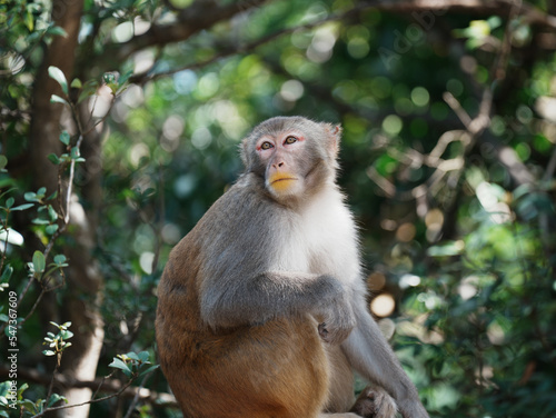 macaque © TheWildGoose_Child