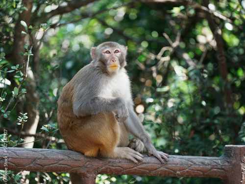 japanese macaque sitting on a tree © TheWildGoose_Child