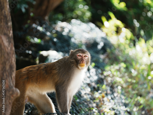japanese macaque sitting on a rock