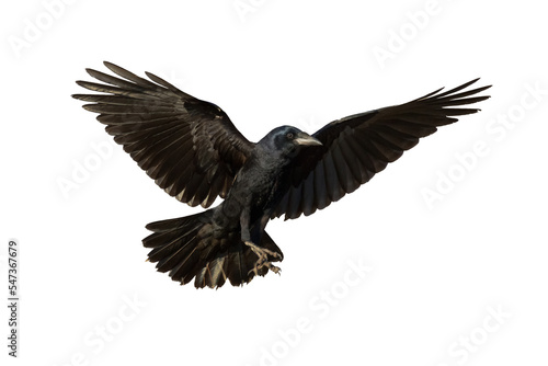 Rook Corvus frugilegus flying black bird isolated on white background © Marcin Perkowski