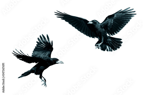 Rook Corvus frugilegus flying black bird isolated on white background - set two birds
