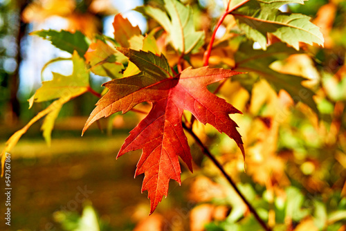 Autumn bright red maple leaves in sunny day on brown forest.