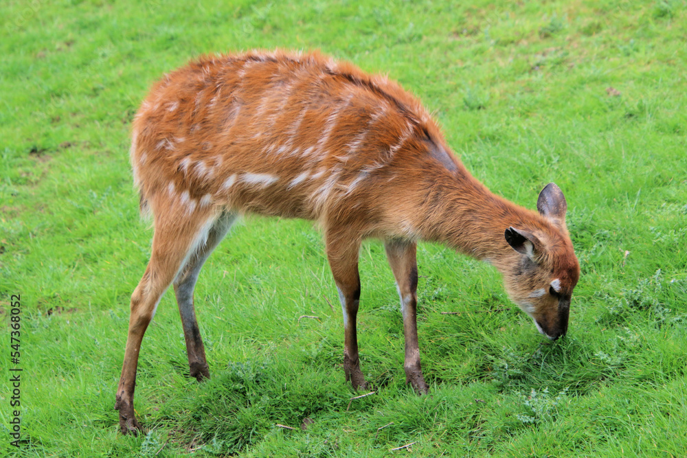 A close up of a Deer A close up of a Deer