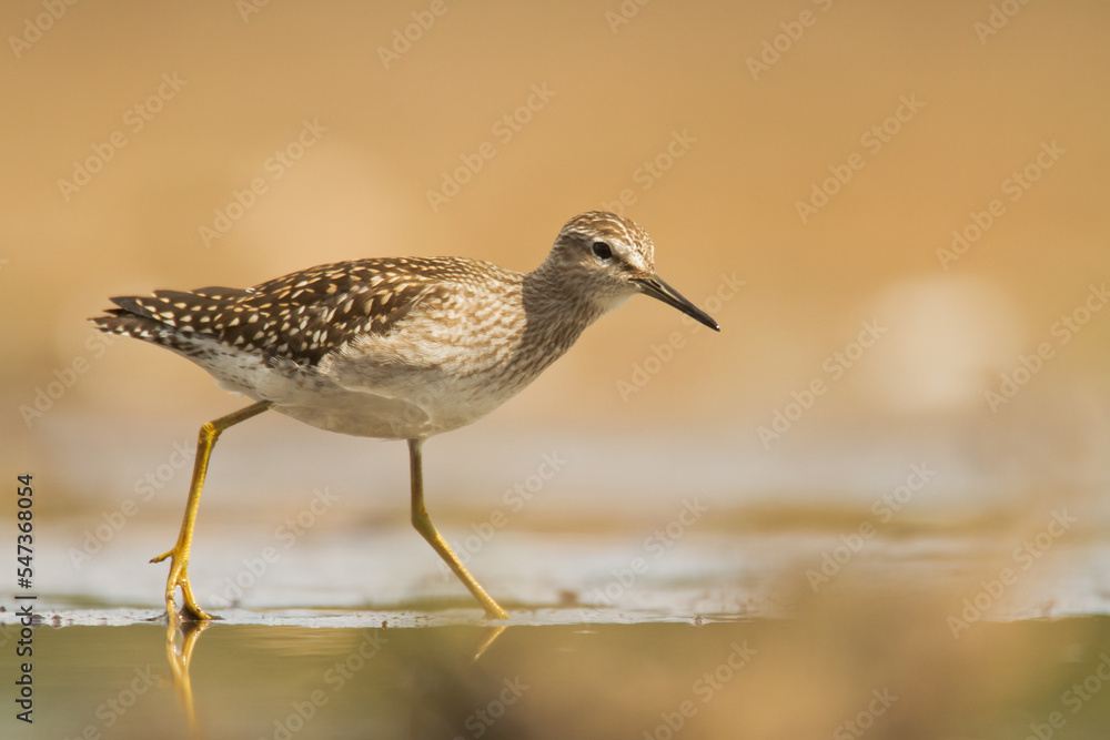 Shorebirds - Wood Sandpiper Tringa glareola, wildlife Poland Europe Shorebirds - Wood Sandpiper Tringa glareola, wildlife Poland Europe