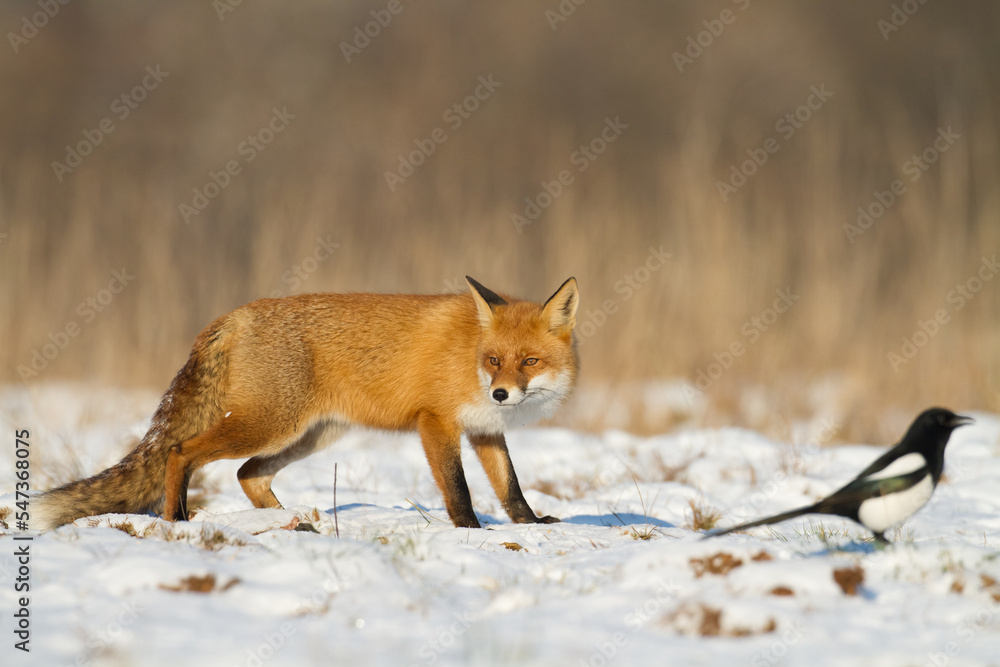 Fototapeta premium Fox Vulpes vulpes in autumn scenery, Poland Europe, animal walking among autumn, winter meadow
