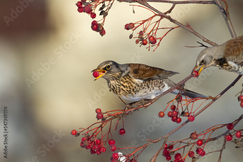 Bird - fieldfare, Turdus pilaris, bird eating berries on a hawthorn bush during Autumn season