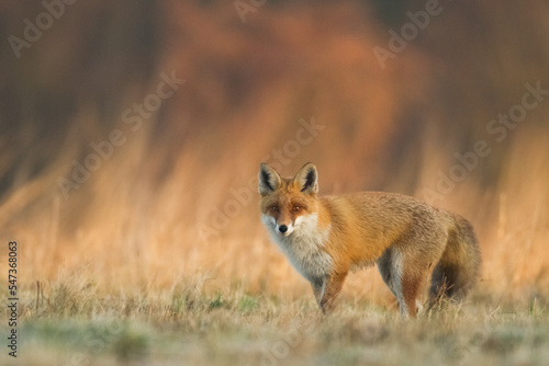 Fox Vulpes vulpes in autumn scenery, Poland Europe, animal walking among autumn, winter meadow © Marcin Perkowski