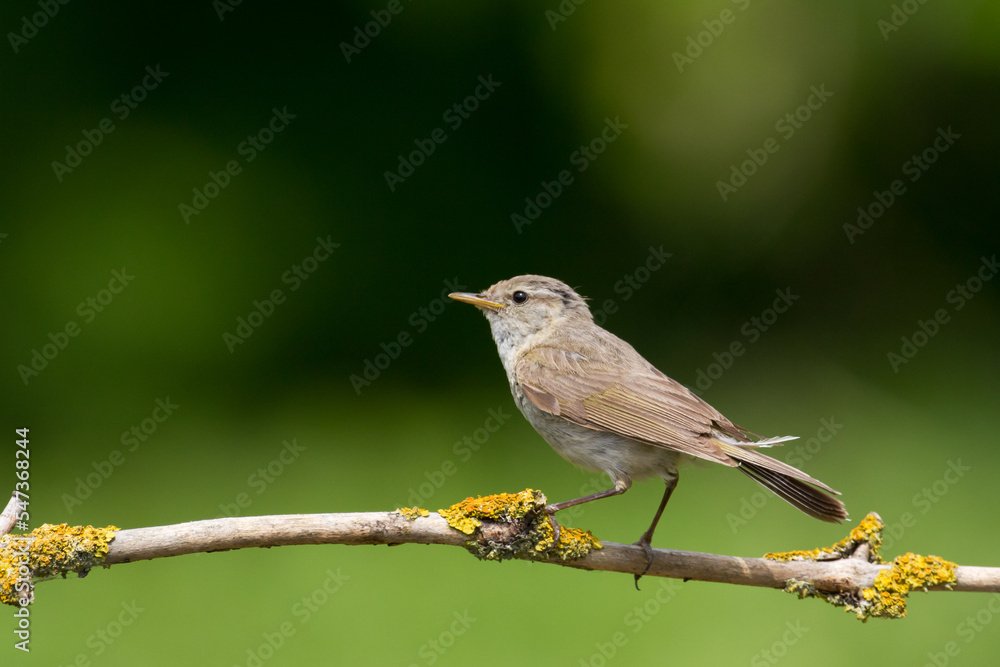 Small bird - Chiffchaff Phylloscopus collybita perched on tree, summer time Small bird - Chiffchaff Phylloscopus collybita perched on tree, summer time