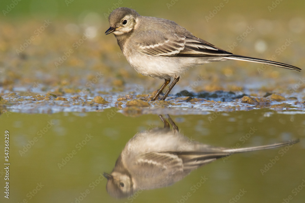 Bird white wagtail Motacilla alba small bird with long tail on light brown background, Poland Europe
