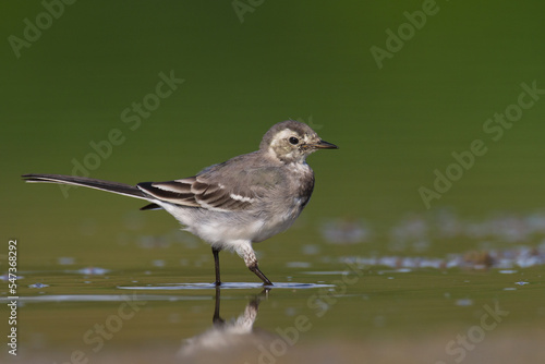 Bird white wagtail Motacilla alba small bird with long tail on light brown background, Poland Europe