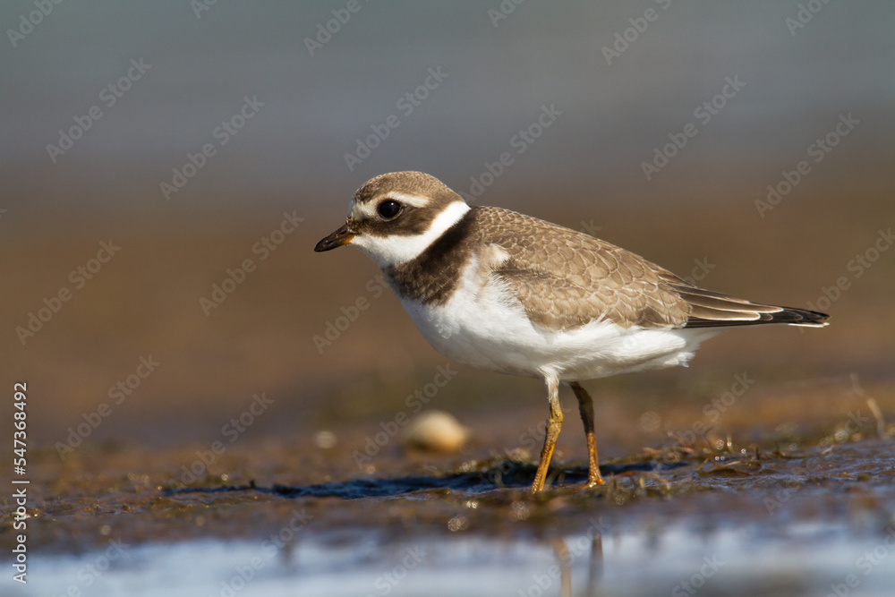 Bird Charadrius dubius, Little Ringed Plover on blurred background Bird Charadrius dubius, Little Ringed Plover on blurred background