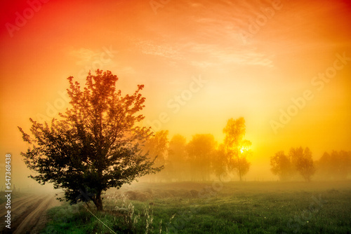 Landscape sunset in Narew river valley, Poland Europe, foggy misty meadows with willow trees, spring time