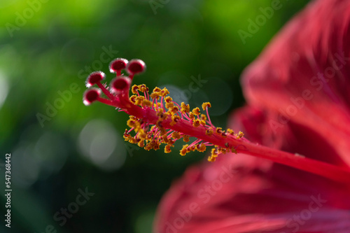 Flores en la naturaleza