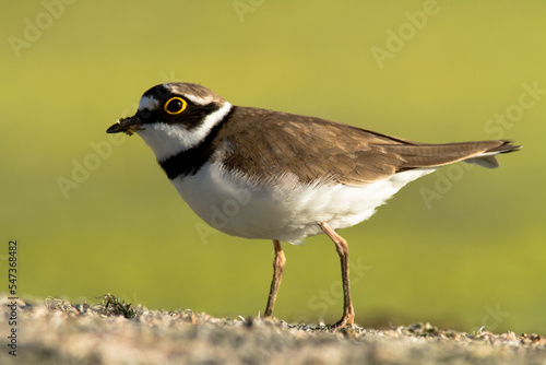 Bird Charadrius dubius, Little Ringed Plover on blurred background