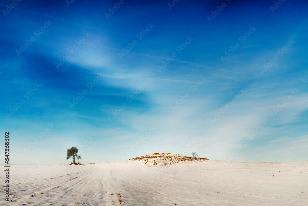 silhouette of lonely tree on the hill in Poland, Europe on sunny day in winter, amazing clouds in blue sky
