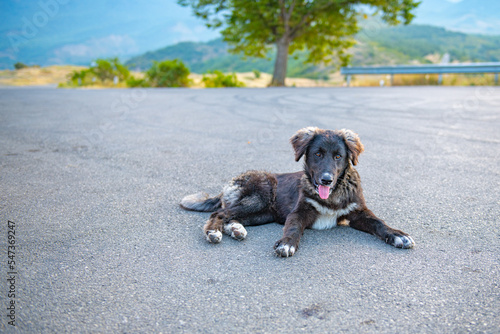 a black puppy is lying on the road