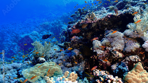 Underwater photo of a grouper fish at a coral reef.