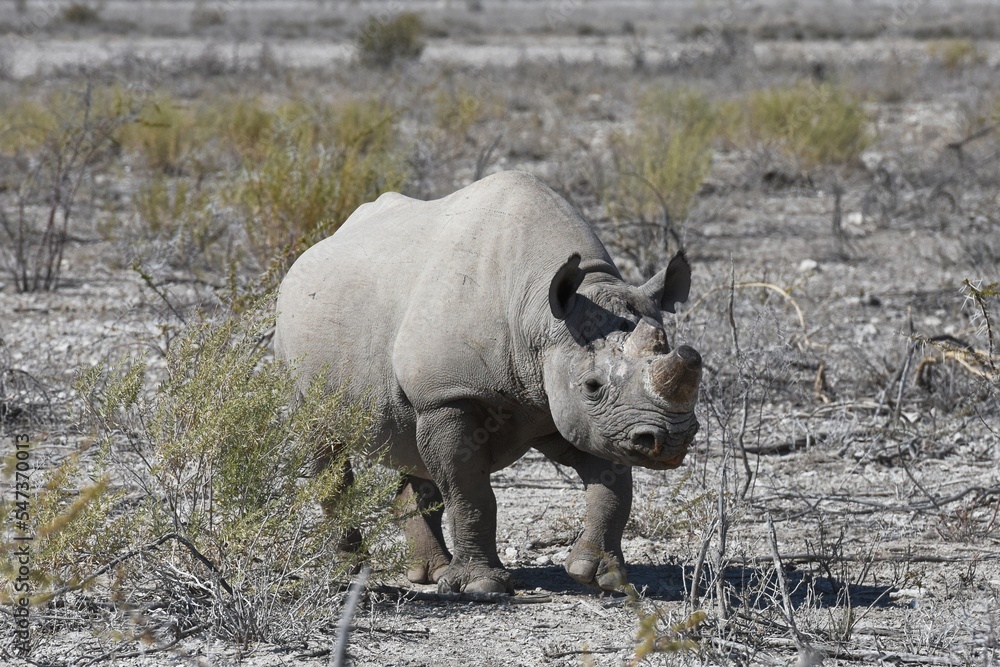 Obraz premium Spitzmaulnashorn (diceros bicornis) im Etoscha Nationalpark in Namibia. 