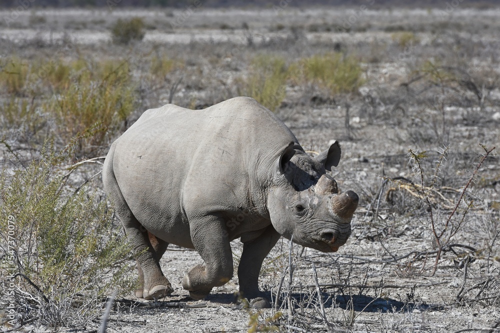 Obraz premium Spitzmaulnashorn (diceros bicornis) im Etoscha Nationalpark in Namibia. 