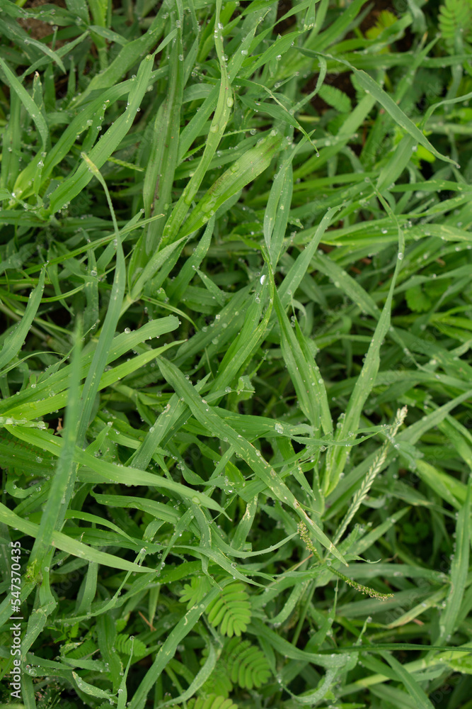 Nature background of Green Grass With Raindrop For Mobile Wallpaper HD+ Nature background of Green Grass With Raindrop For Mobile Wallpaper HD+