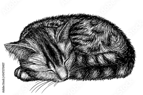 Vector illustration of a striped cat sleeping in a ball in the style of engraving