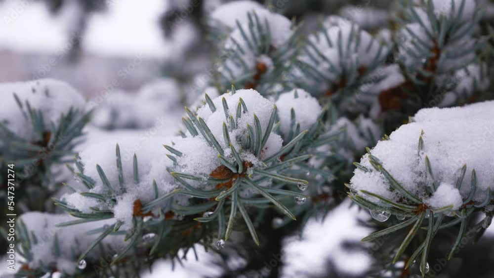 White fluffy snow lies on the branches of a green spruce. Close-up of snow on needles. Snowy winter. Christmas scene. Wildlife in winter White fluffy snow lies on the branches of a green spruce. Close-up of snow on needles. Snowy winter. Christmas scene. Wildlife in winter