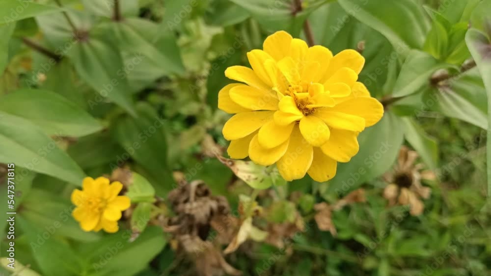 yellow zinnia flowers, with their green leaves, flutter in the wind. yellow zinnia flowers, with their green leaves, flutter in the wind.