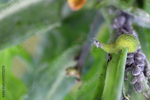 The larva of a fly from the family Syrphidae, Hoverfly with a hunted aphid. A colony of aphids on a plant and their natural enemy.