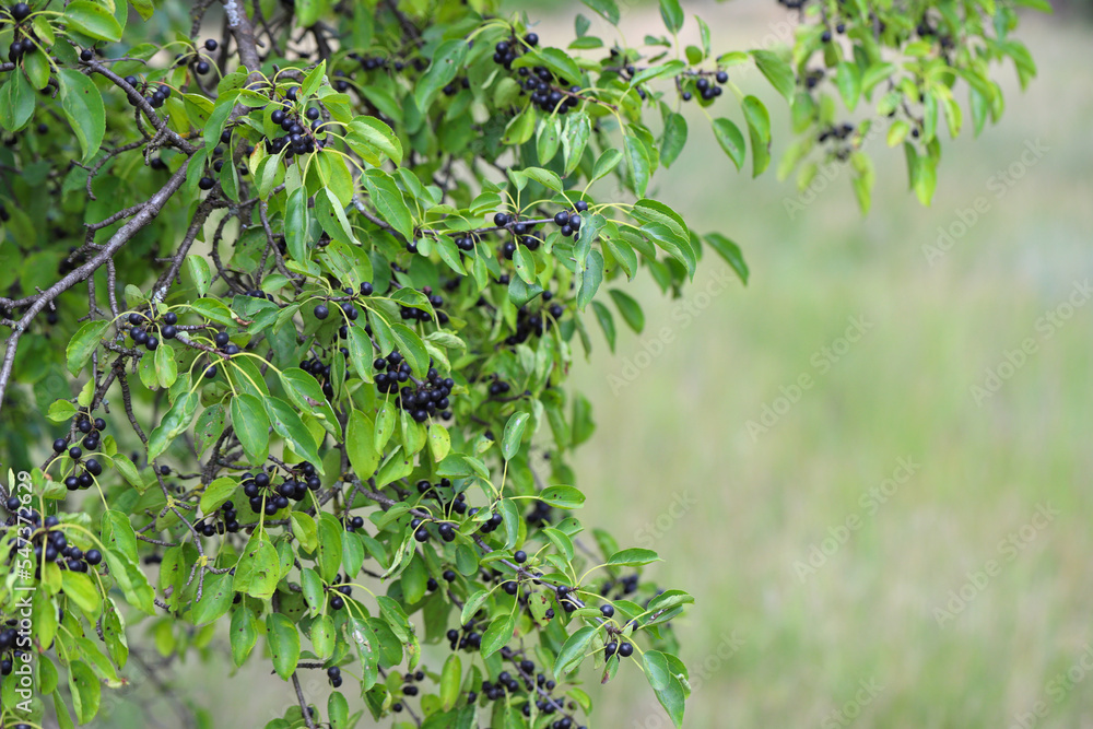 Berries of common or purging buckthorn (Rhamnus cathartica) in late summer. Berries of common or purging buckthorn (Rhamnus cathartica) in late summer.