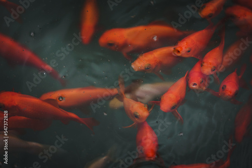Bright vivid red and orange gold fish in pond