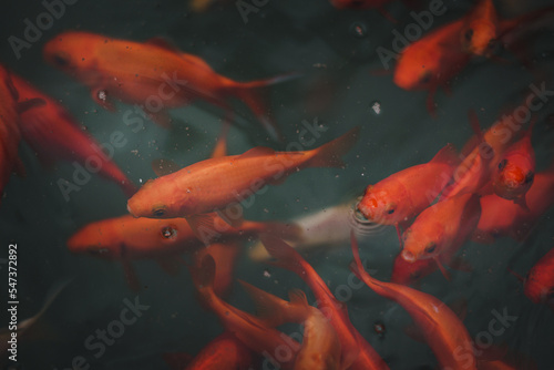 Bright vivid red and orange gold fish in pond © Victoria_Hunter