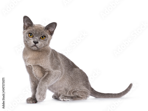 Cute F2 Burmese cat kitten, sitting up side ways with one paw playful up. Looking towards camera. isolated on a white background.