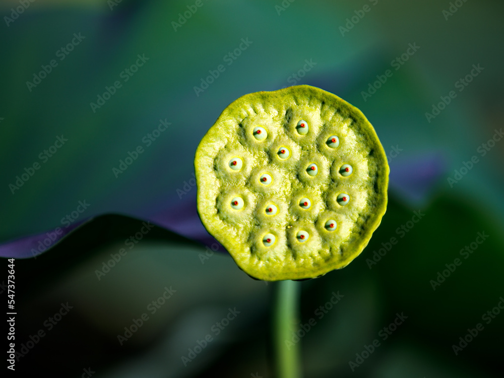 Frucht einer Seerose Frucht einer Seerose