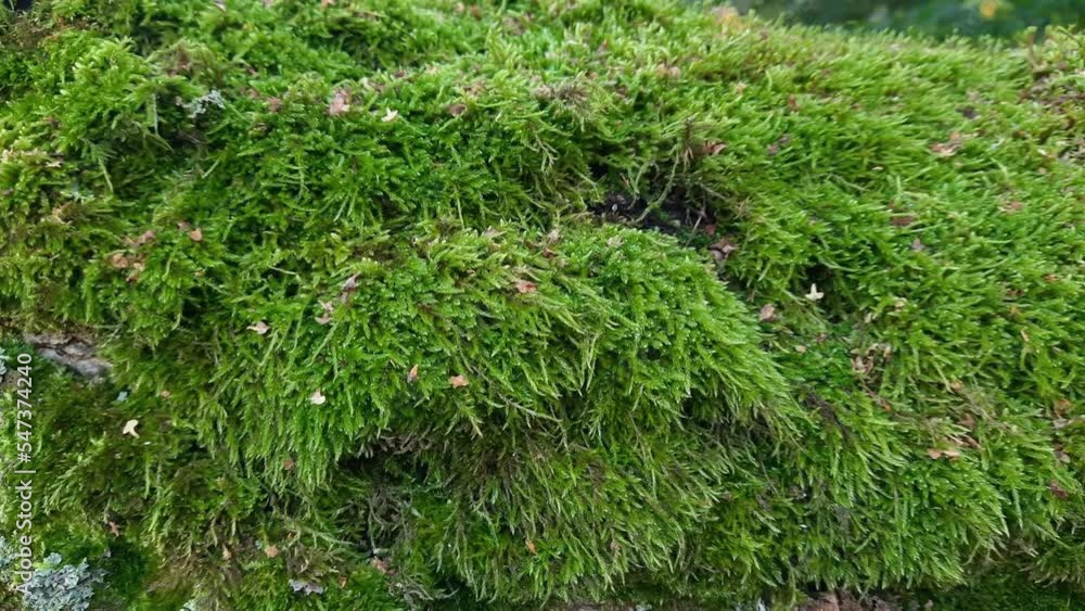 Green moss on the old birch trunk close-up Green moss on the old birch trunk close-up