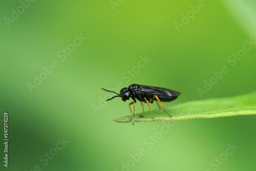 Closeup on a small black onrange legged sawfly, Nesoselandria morio, sitting on a leaf